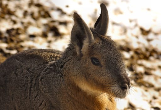 Mara
