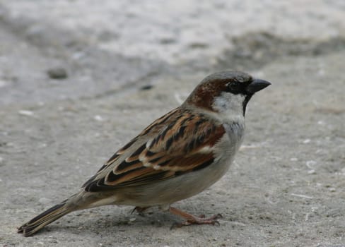These little guys were as cheeky as Oscar in my parents' garden last summer. Some of them even flew into the garden shed and looked for edible ones :-)