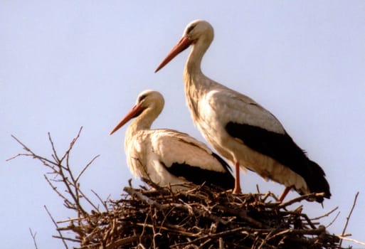 couple or pair or (couple people)