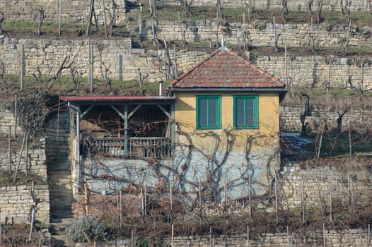 Vineyard house in the winter light