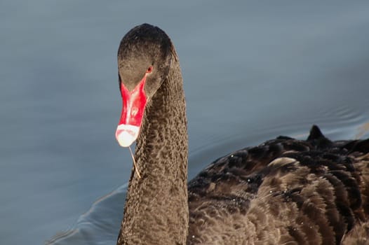 black swan