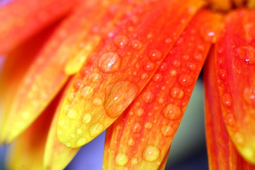 Wet Gerbera