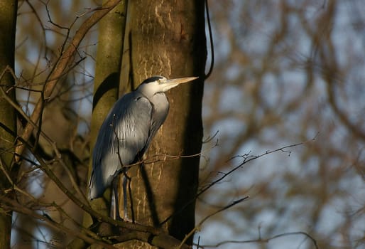 Lookout