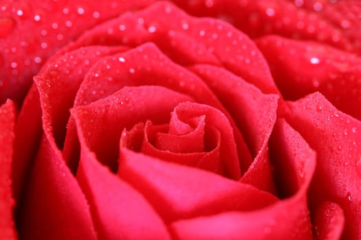 Wet Rose