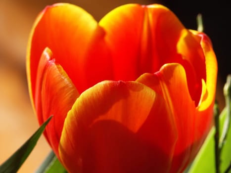 not a photographic feat,I know,but I thought this wonderfully bright and warm orange would certainly do you good in these arctic temperatures o)