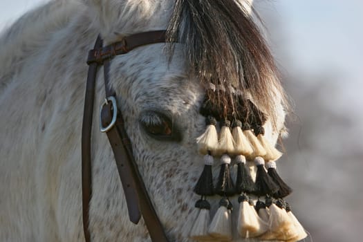 Andalusians at today's shoot