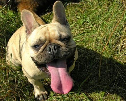 My tongue is bigger than yours