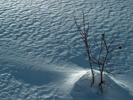 cold and bare