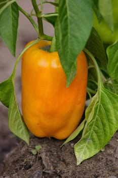 Peppers open ground