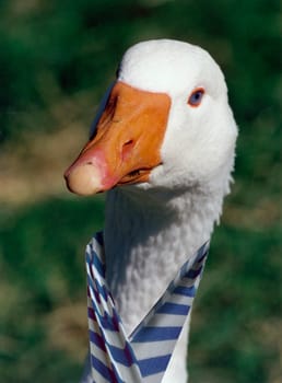 Avian influenza