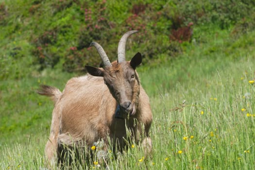 Mountain goat on an alpine meadow