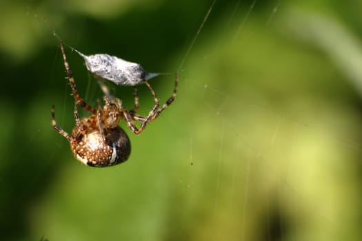 Garden spider with wrapped prey