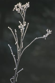 Hoarfrost-covered plant in backlight