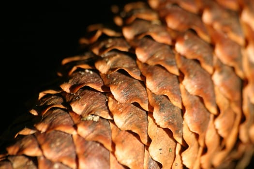 Detail photo
