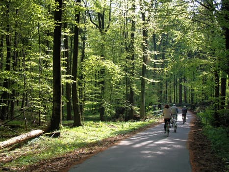 Feel-good bike tour through the beech forest