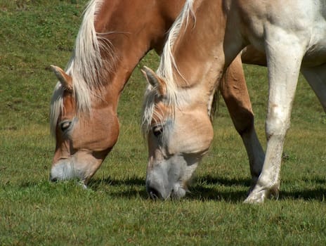 Syncron feeding