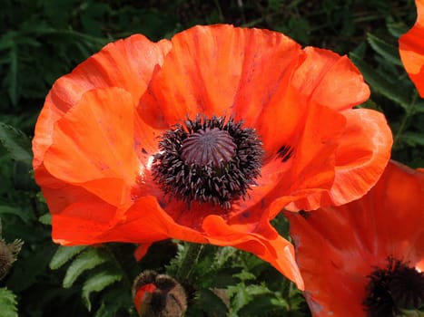 Rhapsody in Poppy 1