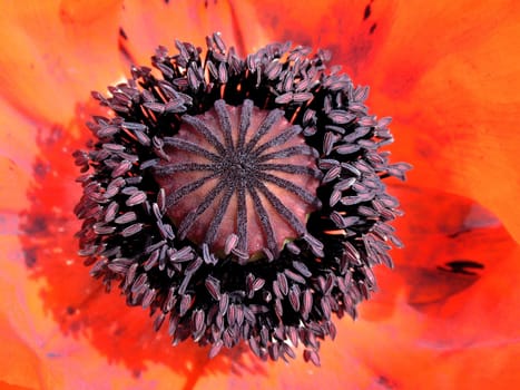 Rhapsody in Poppy 7