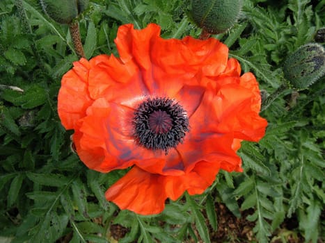 Rhapsody in Poppy 6