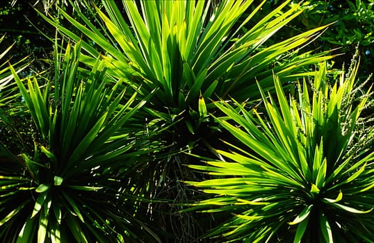 Agave