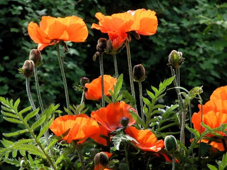 Rhapsody in Poppy 5