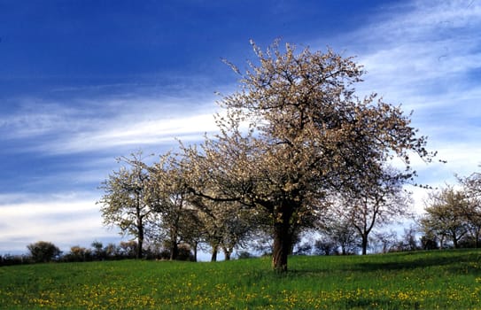 Near Hochdorf,Baden-Württemberg