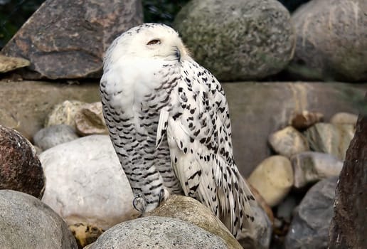 Attentive Bubo scandiacus