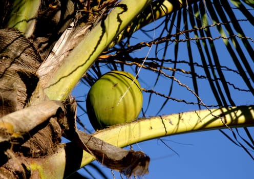 Coconut