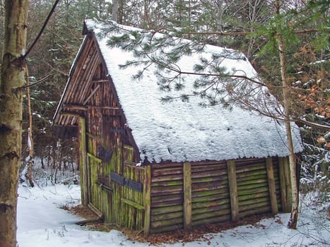 In the old Schneeberg Forest