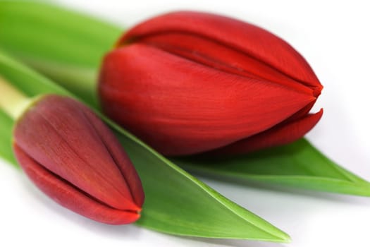 Tulipa gesneriana