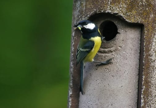 Feeding
