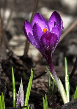 Crocus