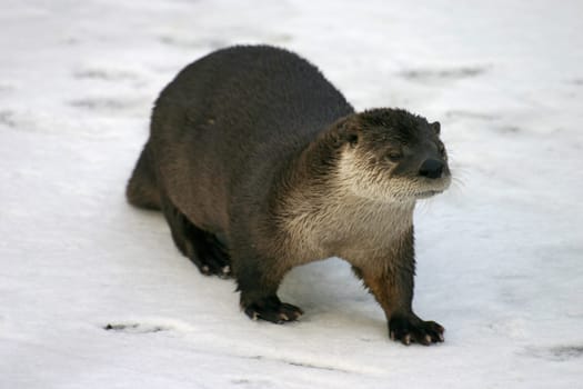 Otter on frozen lake
