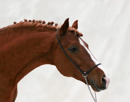 the second in the bunch during my first horse recordings under studio conditions. Shooting for the new stallion book in Mechtildshausen.