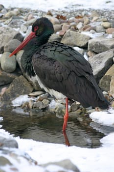 Black stork (Ciconia nigra) in a partially frozen stream