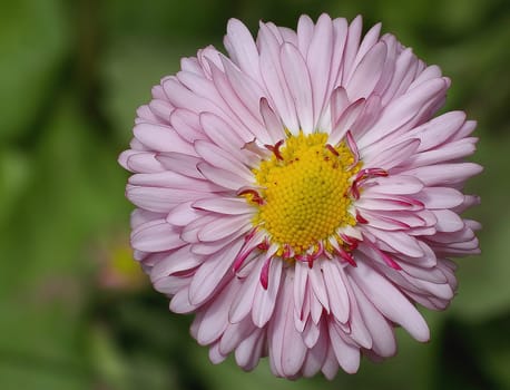 April flower