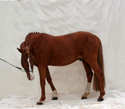 Duplo seems to be wondering what they are doing,pay attention to his hindquarters .. -) (The image quality is not special because it is a test shot)