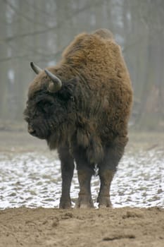 European bison in winter