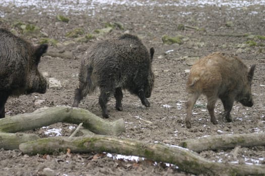 Wild boar family in a game reserve