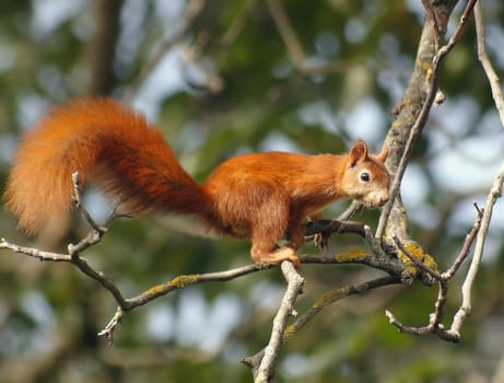 I had so much trouble with the pursuit  -) They are really "super fast"" and only sit quietly when they feel undetected."
