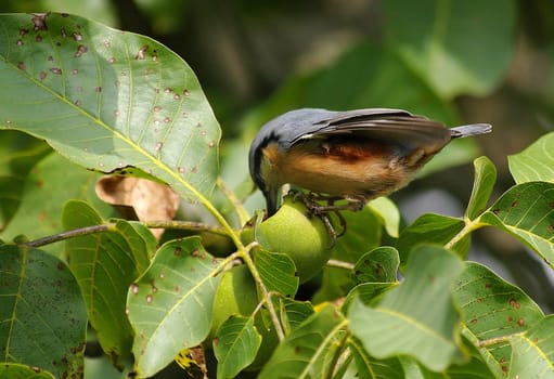 Nuthatch eats a walnut that is still green