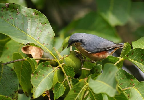 Bird of the Year 2005