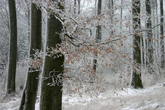Winter in a beech forest
