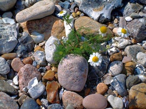 Even between all the stones,the plants conquer a place for themselves