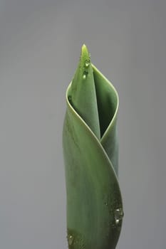 Tulip Sprout I