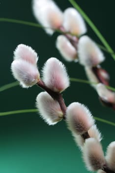 Willow catkins I