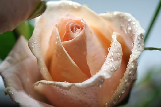 pink rose