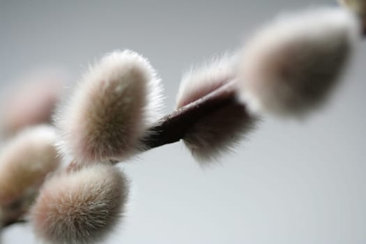Willow catkins III
