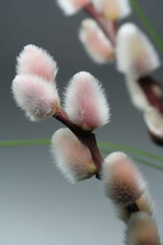 Willow catkins II