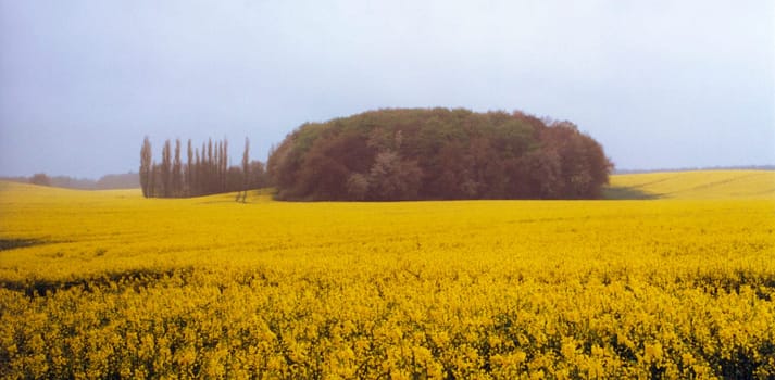 Rapeseed field in the rain